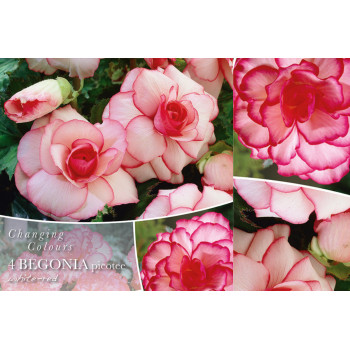 Changing colors Begonia Picotee White/Red 4/1 