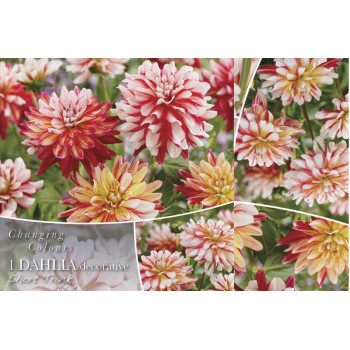 Changing colors Dahlia Short track 1/1 