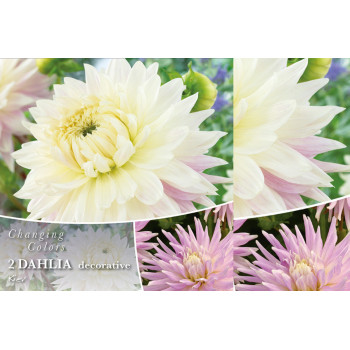 Changing colors Dahlia Kiev 2/1 