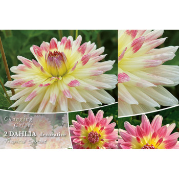 Changing colors Dahlia Tropical Sunset 2/1 