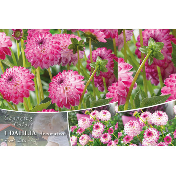 Changing colors Dahlia Pink Isa 1/1 