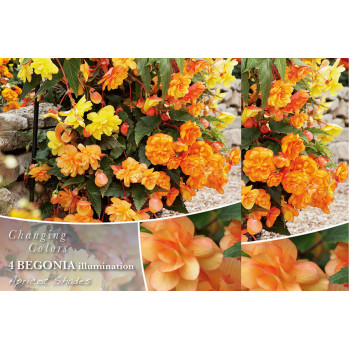 Changing colors Begonia Illumination Apricot Shades 4/1 