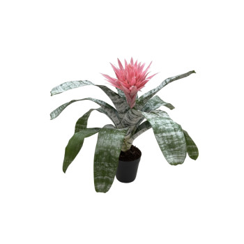 PASASTA EHMEJA (Aechmea fasciata 