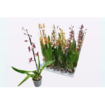 ORHIDEJA CAMBRIA (Cambria sp.), 1 STEBELNA, P12H60 