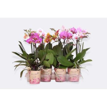 ORHIDEJA PHALAENOPSIS (Phalaenopsis sp.), 1 STEBELNA, 10+ CVETOV, P9H40 