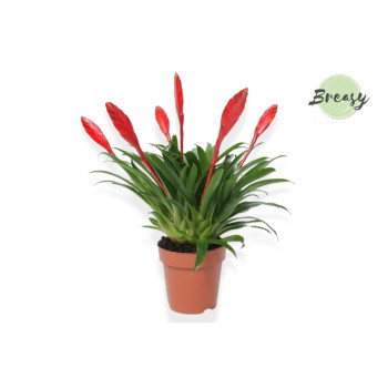VRISEJA (Vriesea sp. 