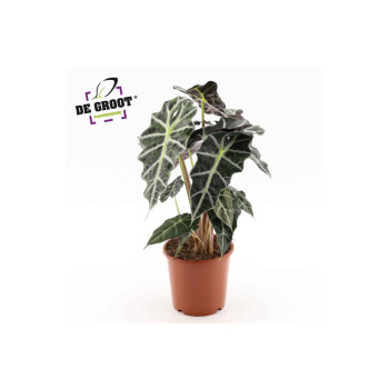 ALOKAZIJA (Alocasia amazonica 