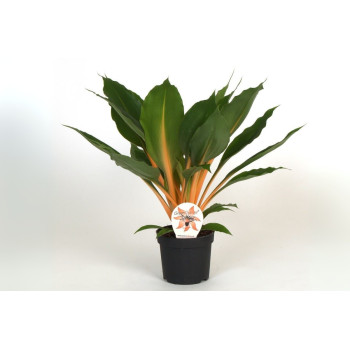 CHLOROPHYTUM (Chlorophytum orchidastrum 