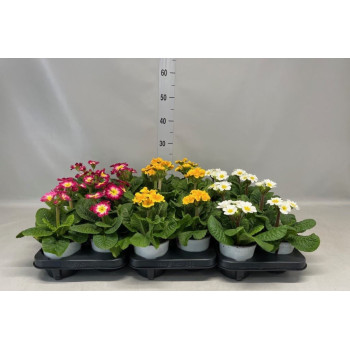 PRIMULA (Primula elatior), STEBELNA, P12H20 