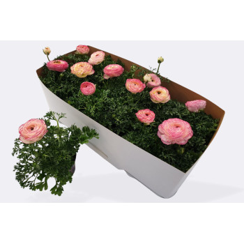 RANUNKULA (Ranunkulus hybrida 