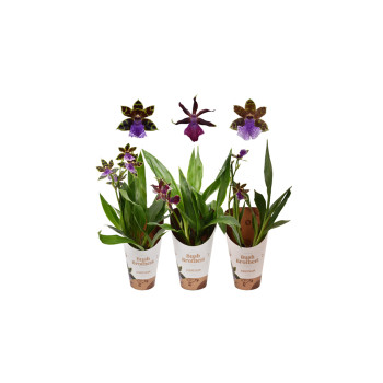 ORHIDEJA ZYGOPETALUM (Zygopetalum sp.), 1 STEBELNA, 5+ CVETOV, P12H40 