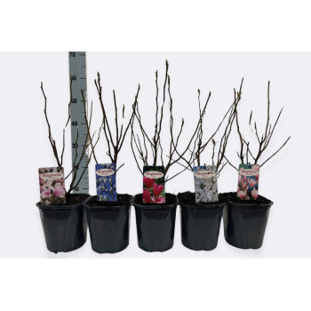 MAGNOLIJA, (Magnolia sp.),MIX, P17H50 