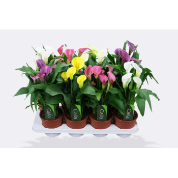 SOBNA KALA (Zantedeschia sp.), P13H40 