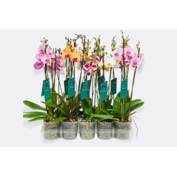 ORHIDEJA PHALAENOPSIS (Phalaenopsis sp.), 3 STEBELNA, 18+ CVETOV, P12H55 