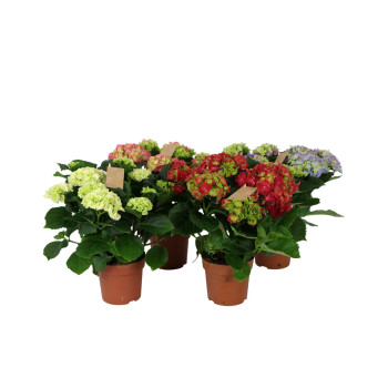 HORTENZIJA (Hydrangea macrophylla), 7+ CVETOV, P14H40 
