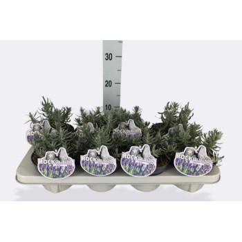 SIVKA (Lavandula angustifolia 