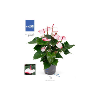FLAMINGOVEC (Anthurium sp. 