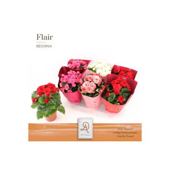 BEGONIJA (Begonia sp., Valencia Mix Dolc