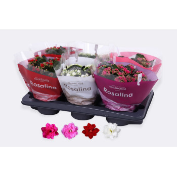 KALANHOJA (Kalanchoe blossfeldiana, RosDon Collection), P15H30 