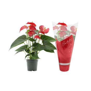 FLAMINGOVEC (Anthurium sp.