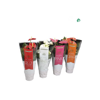 FLAMINGOVEC, MIX (Anthurium sp.),P14H50 