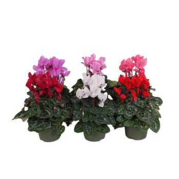 CIKLAMA (Cyclamen sp. 