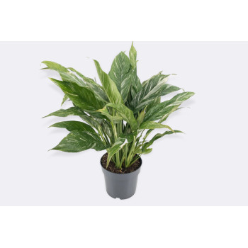 SPATIFIL (Spatiphyllum sp.Diamond), P17H75 