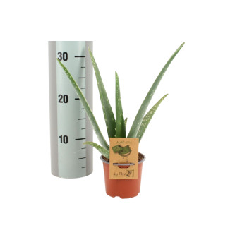ALOE VERA (Aloe vera), P10,5H35 
