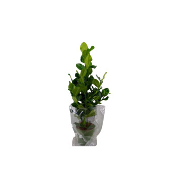 CLUSIA (Clusia rosea), P24H115 