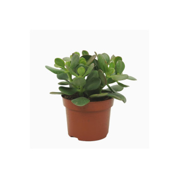 CRASSULA (Crassula ovata), P12H24 