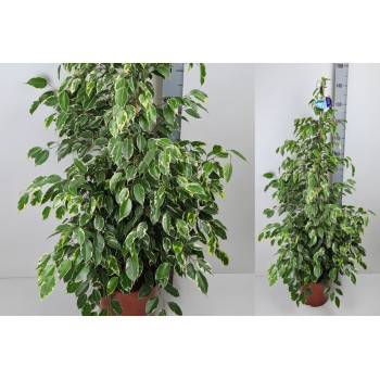 FIKUS BENJAMINA (Ficus benjamina