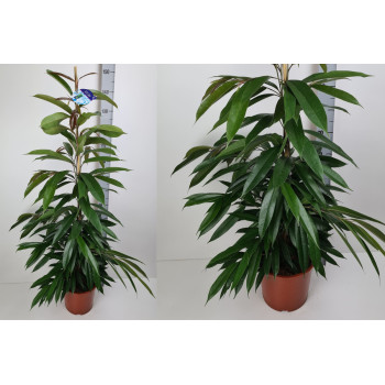 FIKUS (Ficus binnendijkii