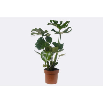 MONSTERA (Monstera deliciosa), P21H75 