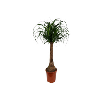 NOLINA (Beaucarnea recurvata), P24H90 