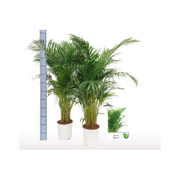 PALMA AREKA (Dypsis lutescens), P24H130 