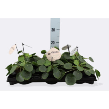 PILEJA (Pilea peperomoides), P12H13 