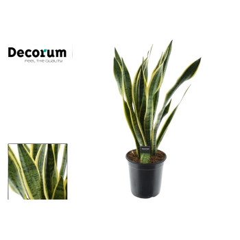 SANSEVIERIA (Sanseiveria trifasciata Laurentii), P24H80 