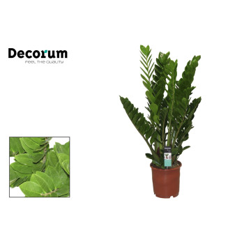 ZAMIJA (Zamioculcas zamiifolia), P24H90 