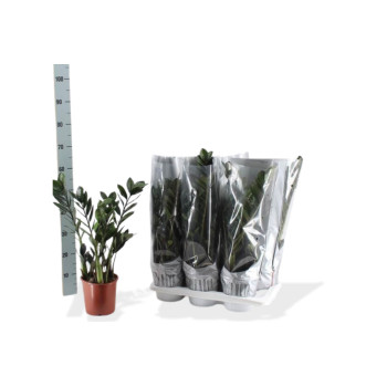 ZAMIJA (Zamioculcas zamiifolia 