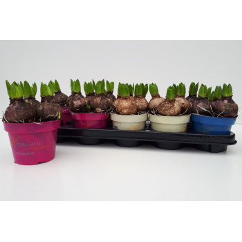 HIJACINTA (Hyacinthus sp.), P12H15 