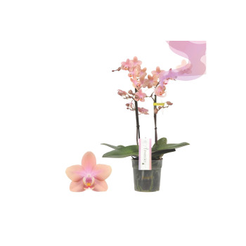 ORHIDEJA PHALAENOPSIS (Phalaenopsis sp.), DIŠEČA, 2 STEBELNA, P12H35 