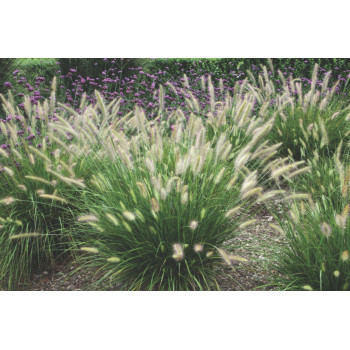 PERJANKA (Pennisetun alopecuroides 