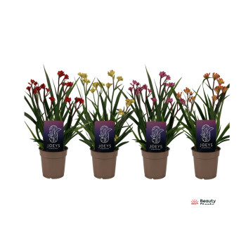 ANIGOZANTHOS, KENGURUJEVE TAČKE, MIX (Anigozanthos sp.), P12H40 