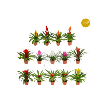 BROMELIJA, ADVANTURE MIX (Bromelia, 13 Advanture mixed), P9H30 