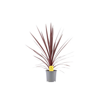 KIJEVKA ( Cordyline australis 