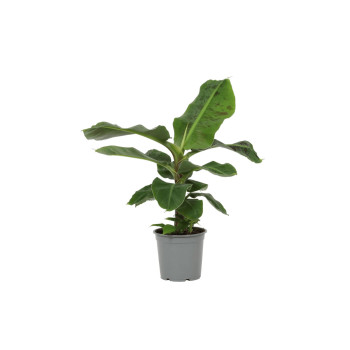 BANANOVEC ( Musa acuminata 