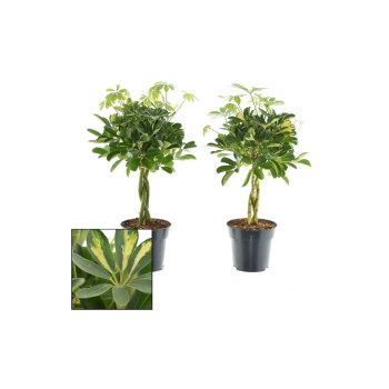 ŠEFLERA, DREVESASTA MIX (Schefflera arboricola), P17H60 