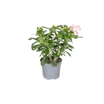 PUŠČAVSKA ROŽA (Adenium obesum 