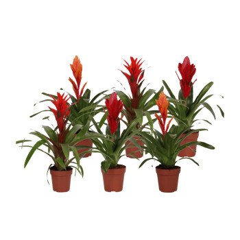 BROMELIJA, URBAN MIX (Bromelia, Urban mix), P12H45 
