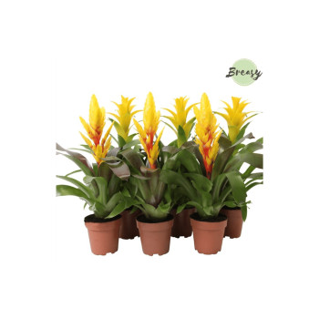 BROMELIJA, RUMENI MIX (Bromelia, Yellow mix), P12H45 